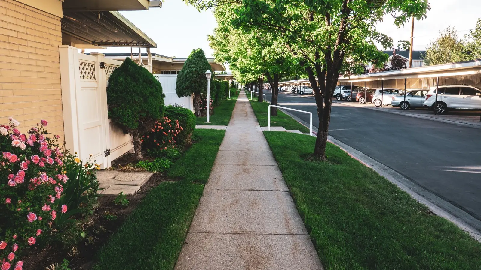 Tree lined residential street with a concrete public sidewalk and front lawns